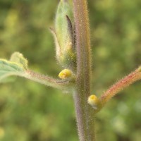 Sesamum radiatum Thonn. ex Hornem.